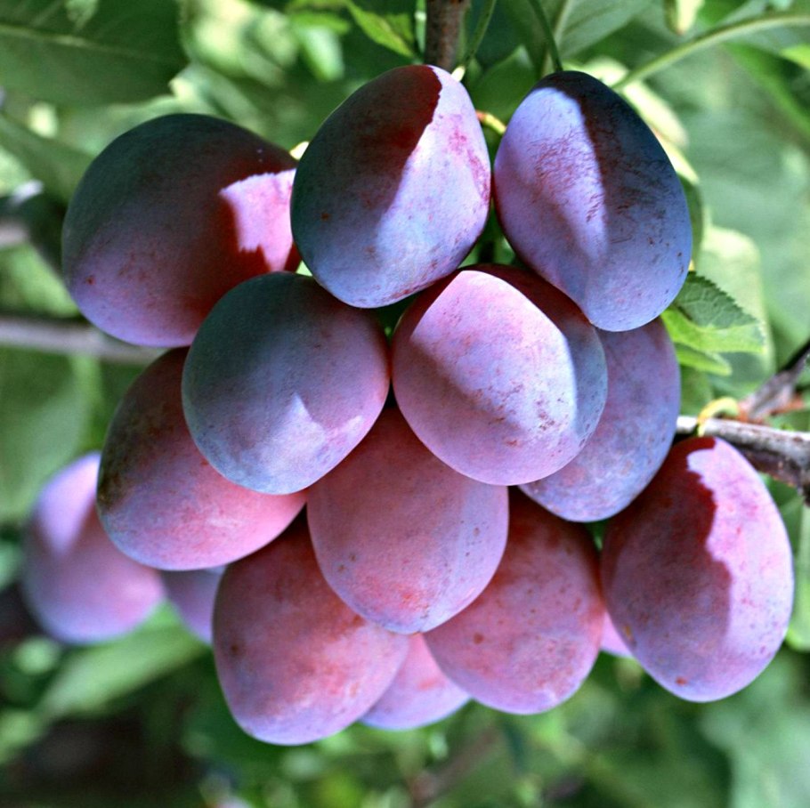 Слива желтая самоплодная