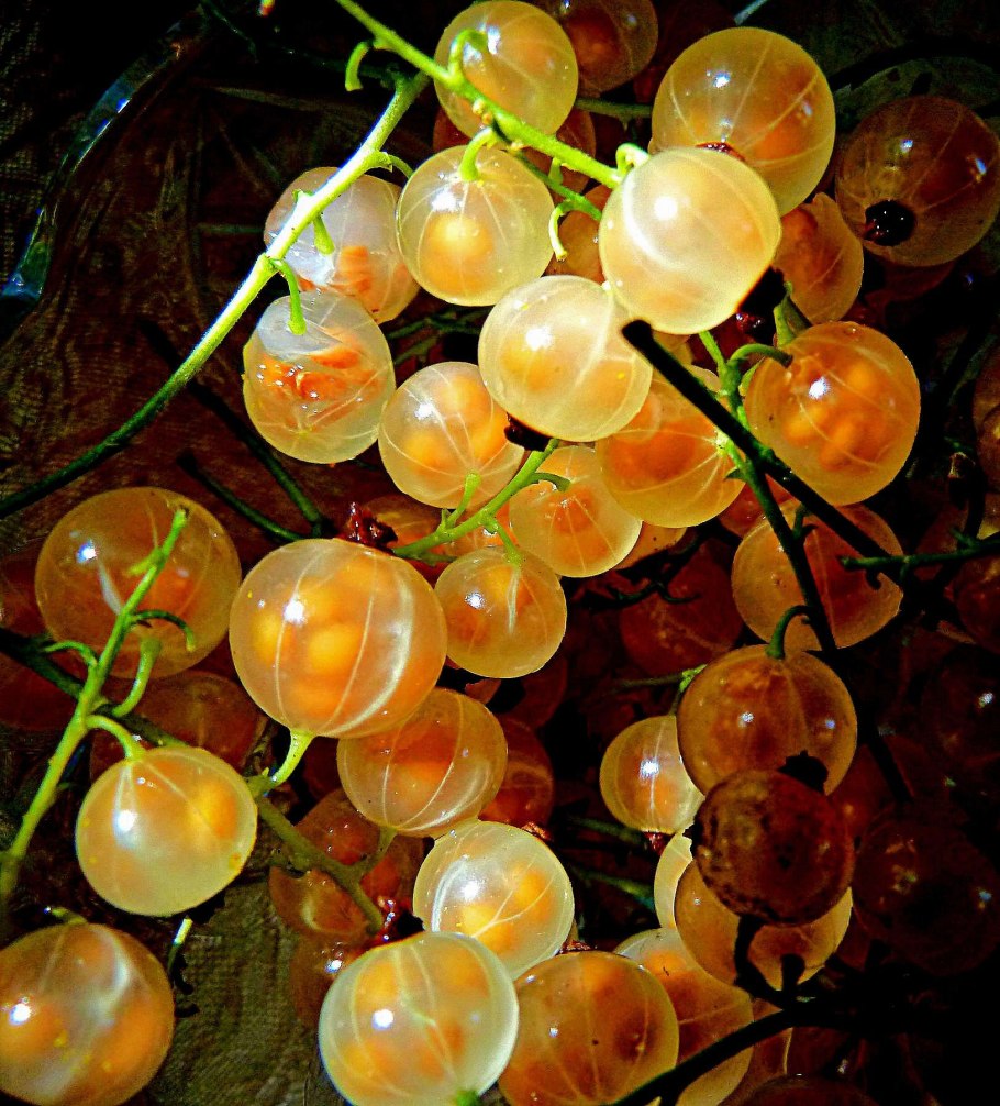 Красная, чёрная и белая смородина Эстетика