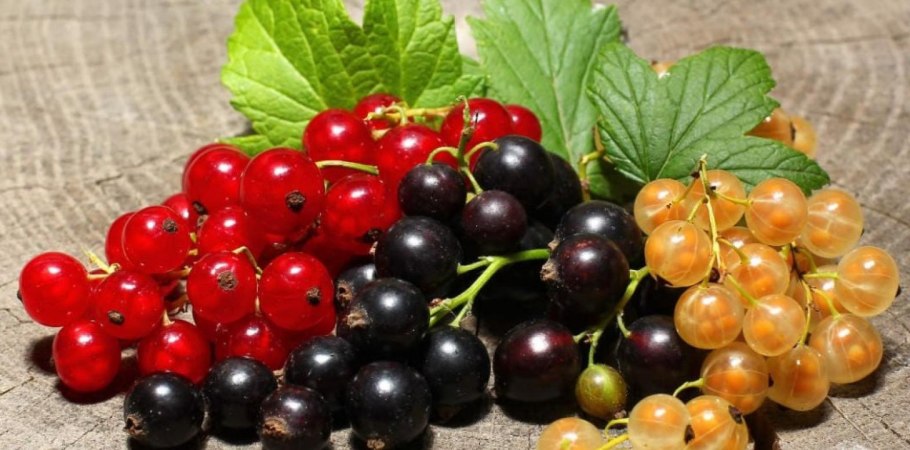 Смородина Витте Холландер