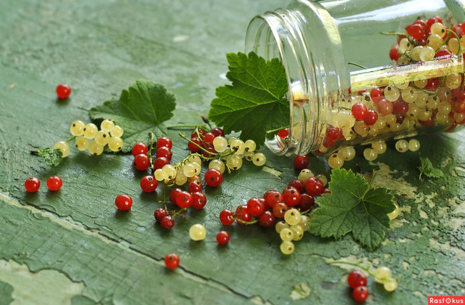 Смородина 4к