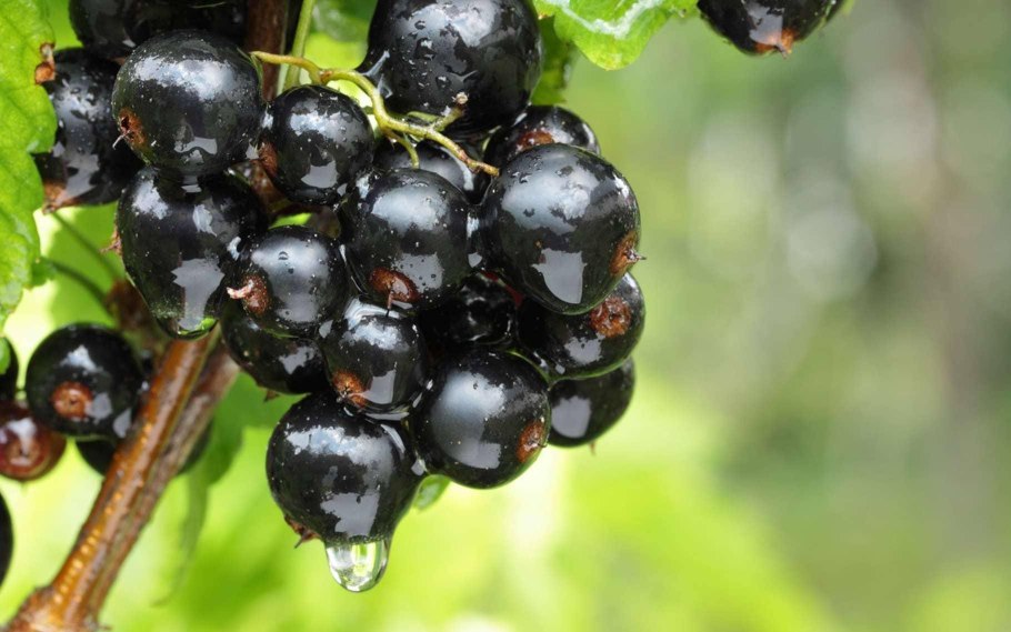 Гроздья смородины
