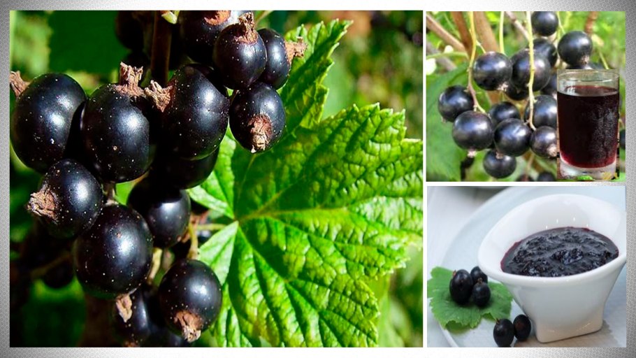 Смородина кустарник Эстетика