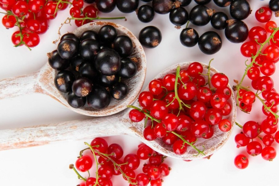 Смородина белая кустарник