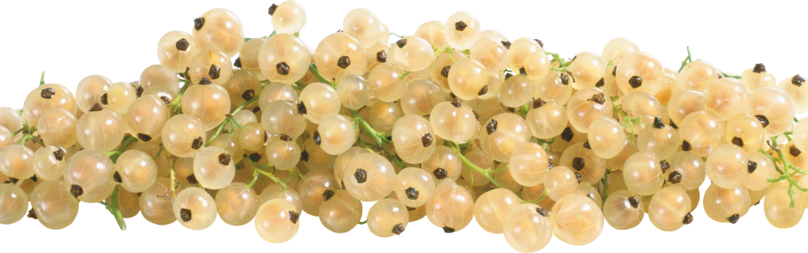 Смородина белая Версальская белая