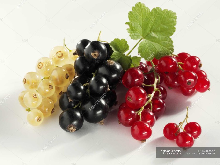 Красно черная смородина на тарелке