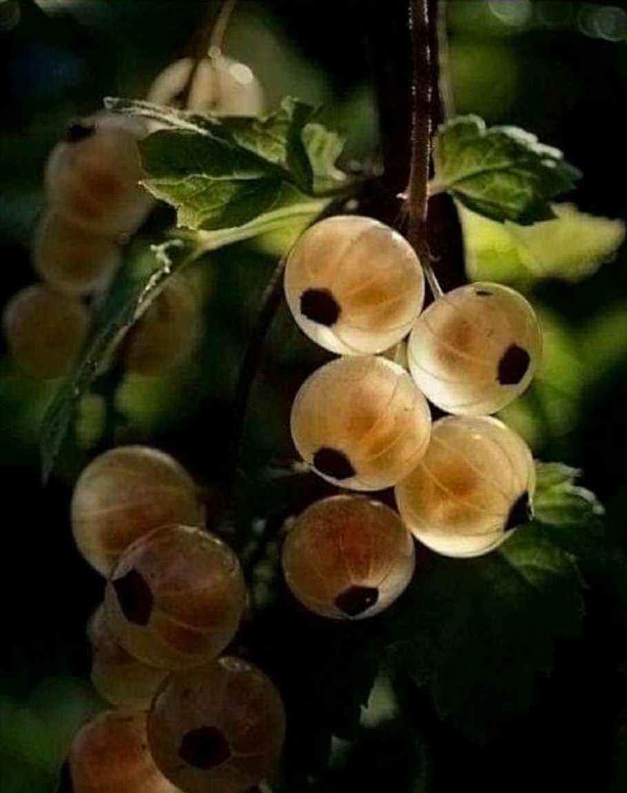 Смородина черная (ribes nigrum l.)