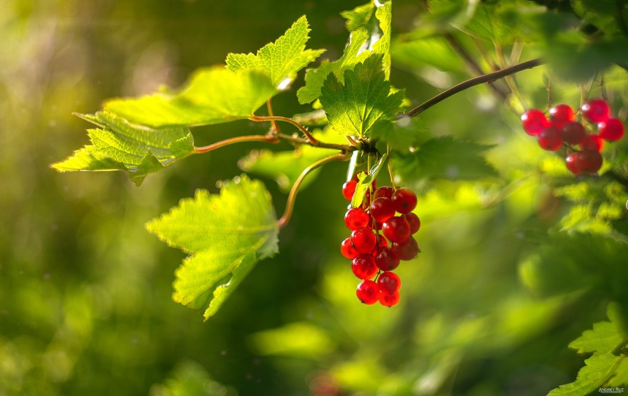 Неспелая красная смородина