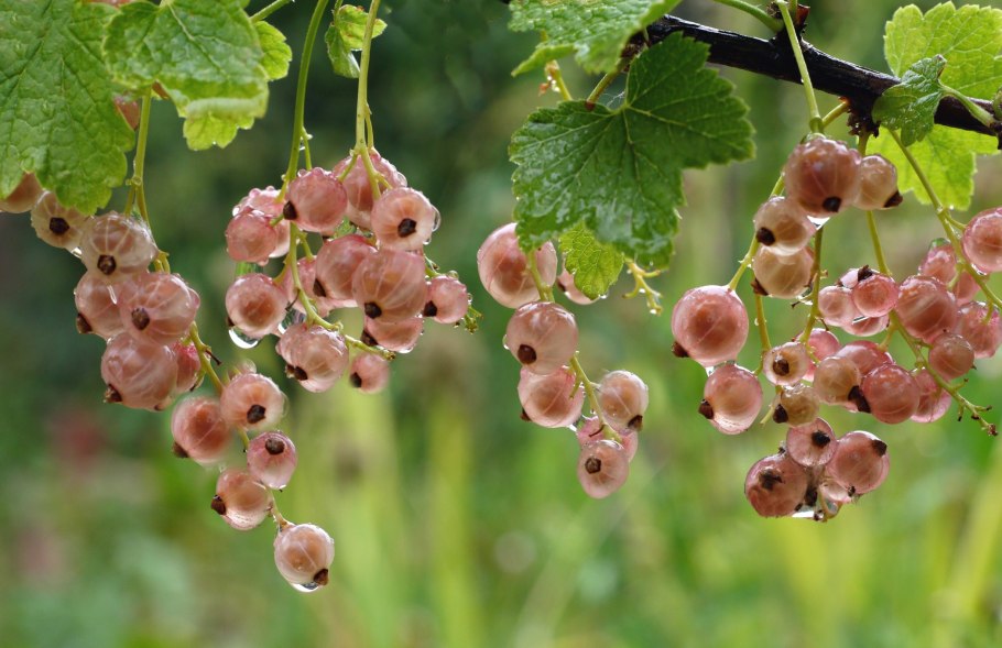 Смородина White Currants