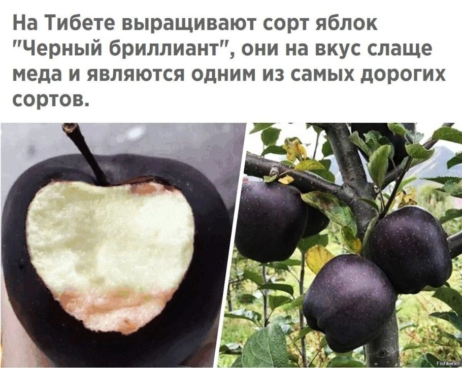 Яблоня Дикая Malus Sylvestris