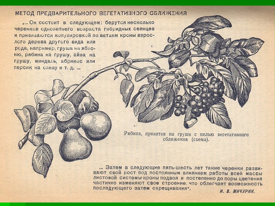 Дикие яблоки размер