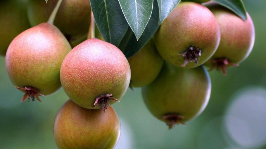 Курская Антоновка яблоки