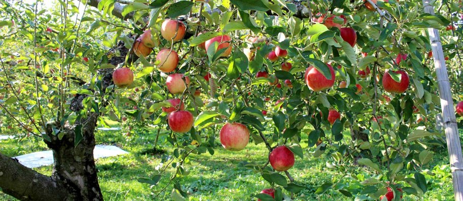 Родина лимона