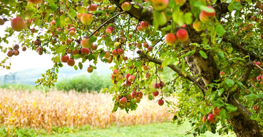 Яблоня Лесная (дичок)