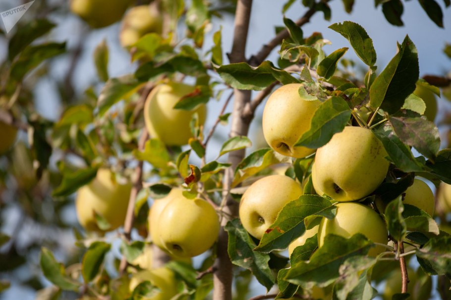 Плод яблони