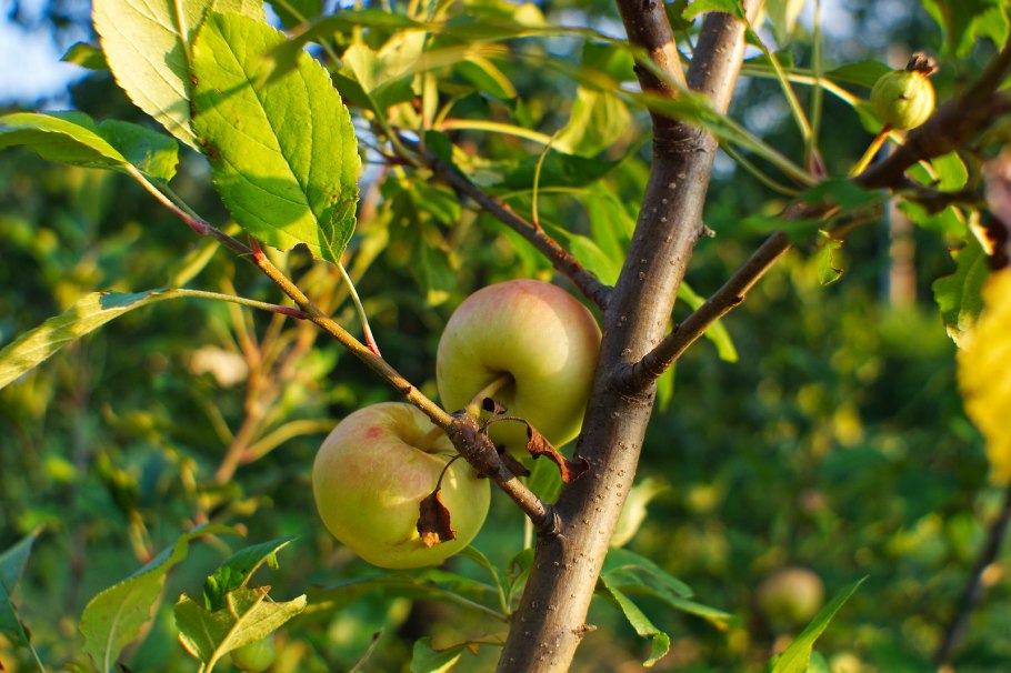 Черный бриллиант яблоня бриллиант