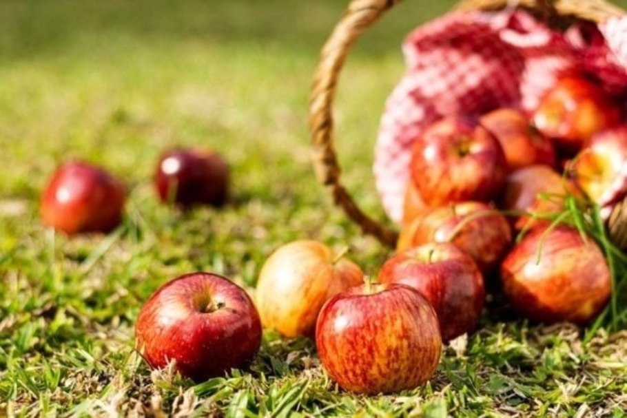 Метод предварительного вегетативного сближения Мичурина