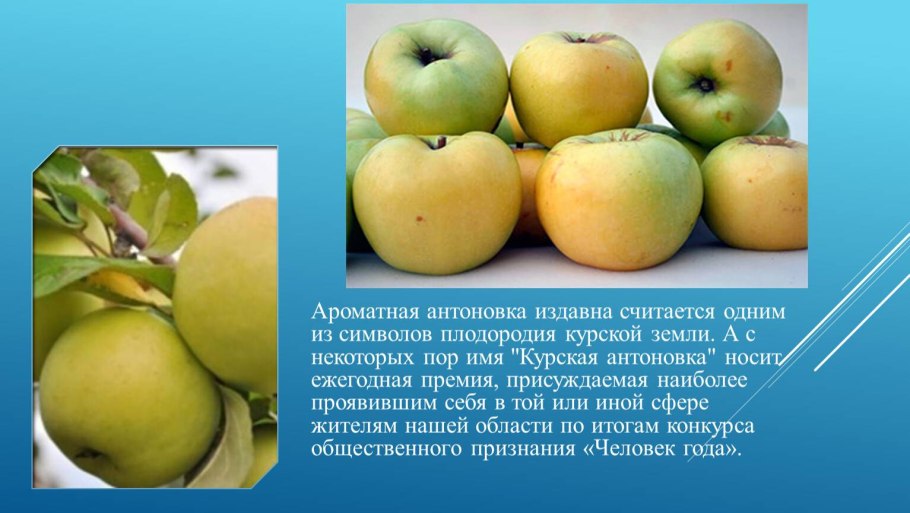 Ясная Поляна Яблоневый сад цветение