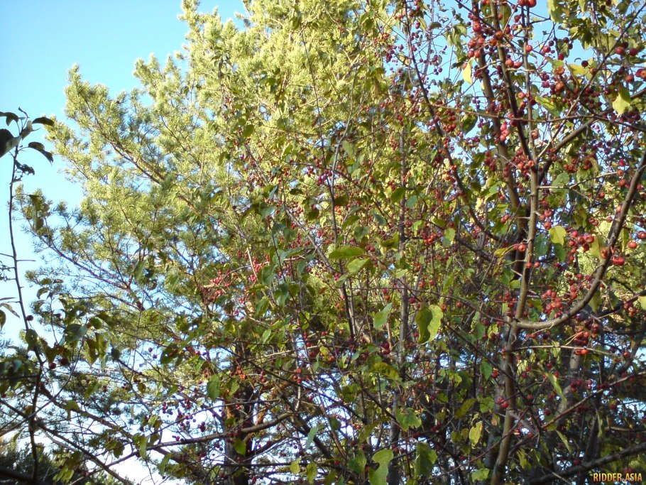 Яблоня дичка Королева