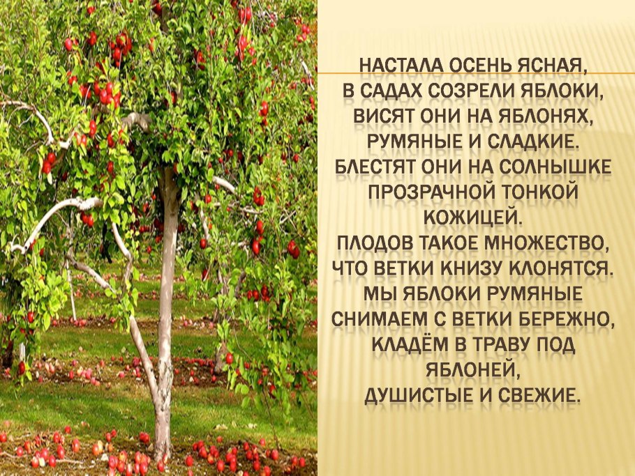 Факты о яблоках