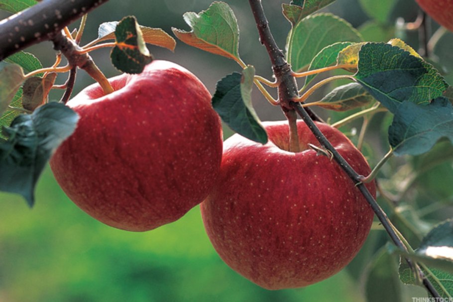 Яблоко в мифологии символ рисунок