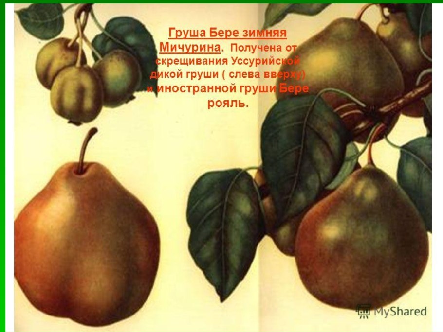 Яблоня Антоновка китайка