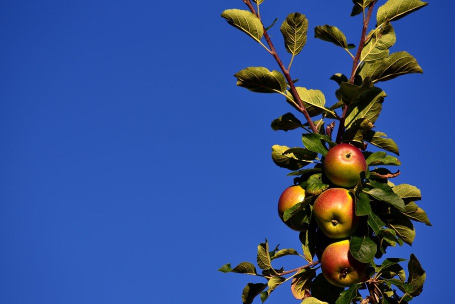Яблоня Аполлон