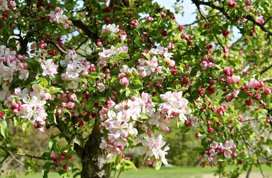 Malus floribunda