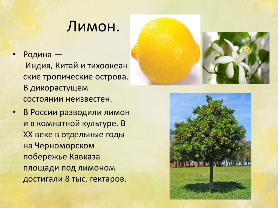 Яблоки на ветке