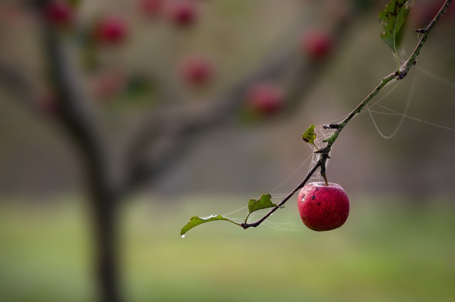 Яблоки на веревке