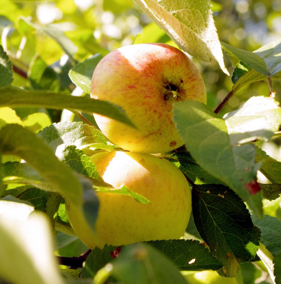 Малус доместика сорт яблок