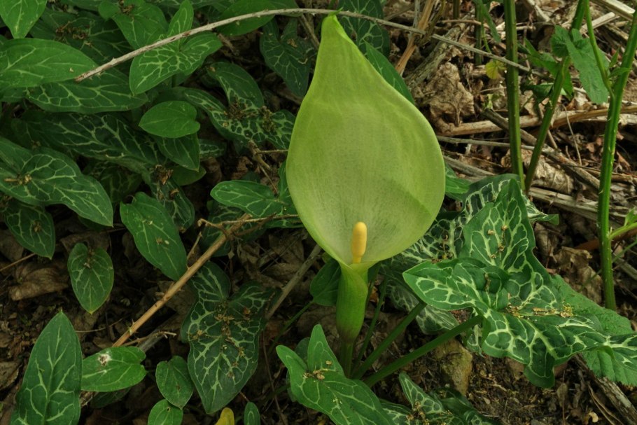 Аронник пятнистый