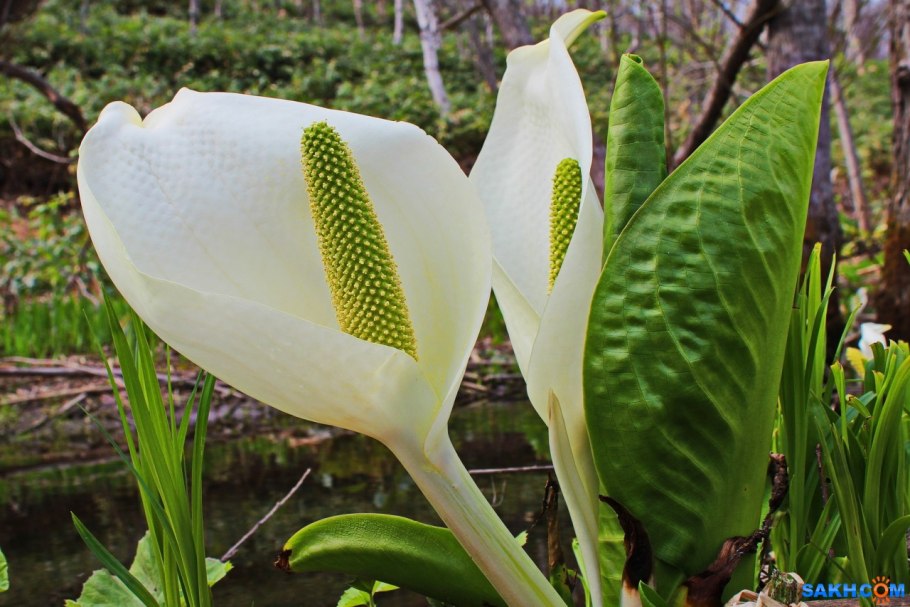 Белокрыльник (Калла)