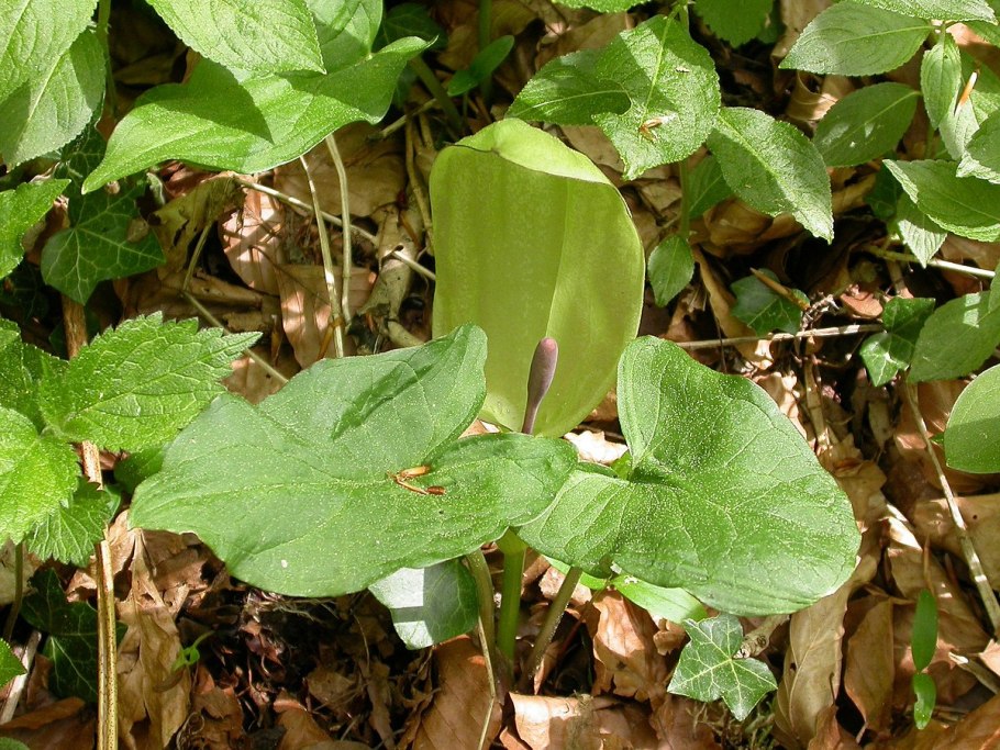 Eulophidium maculatum