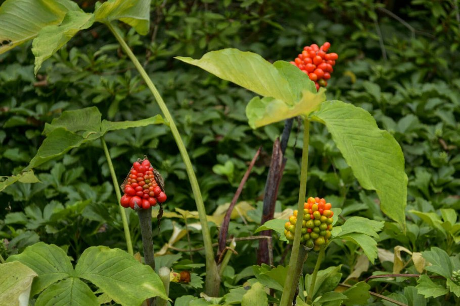 Arisaema triphyllum