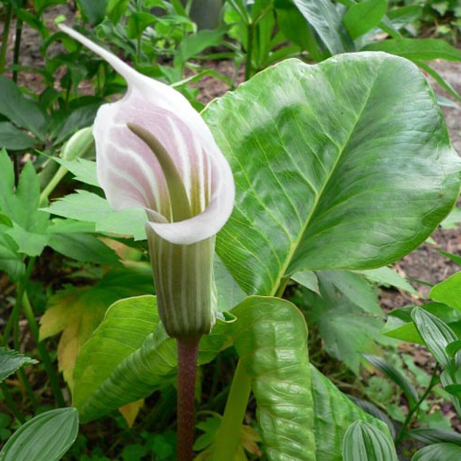 Аризема белоснежнейшая