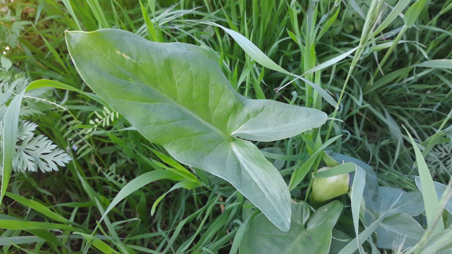 Аронник вредители