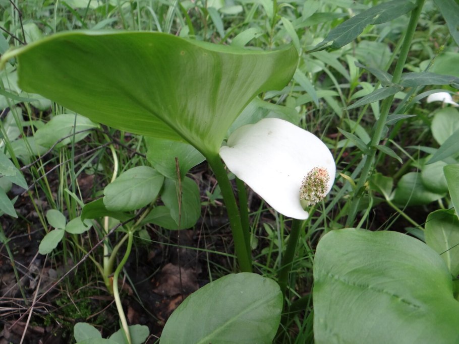 Белокрыльник болотный Calla palustris