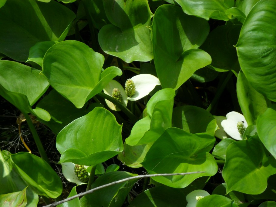 Белокрыльник болотный Calla palustris