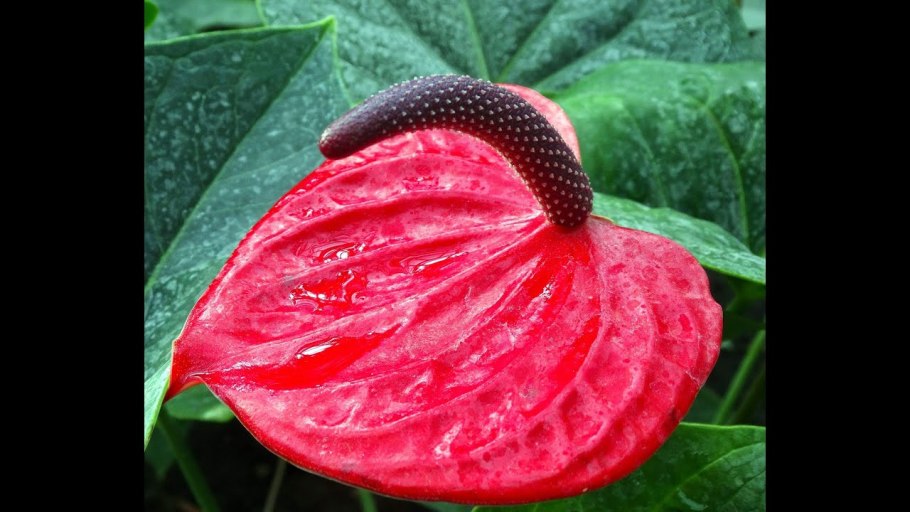 Ароидные представители