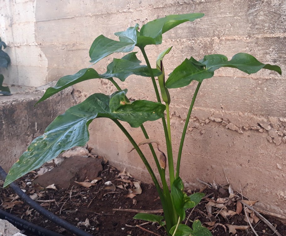 Кукурузной пальмой, спатифиллумом, аронником.