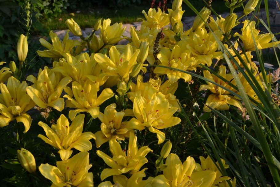 Лилия азиатская fata Morgana