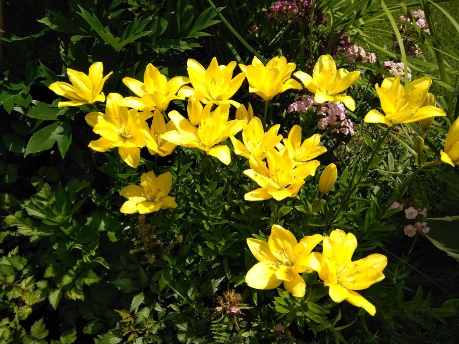 Лилия Sundew Сандью