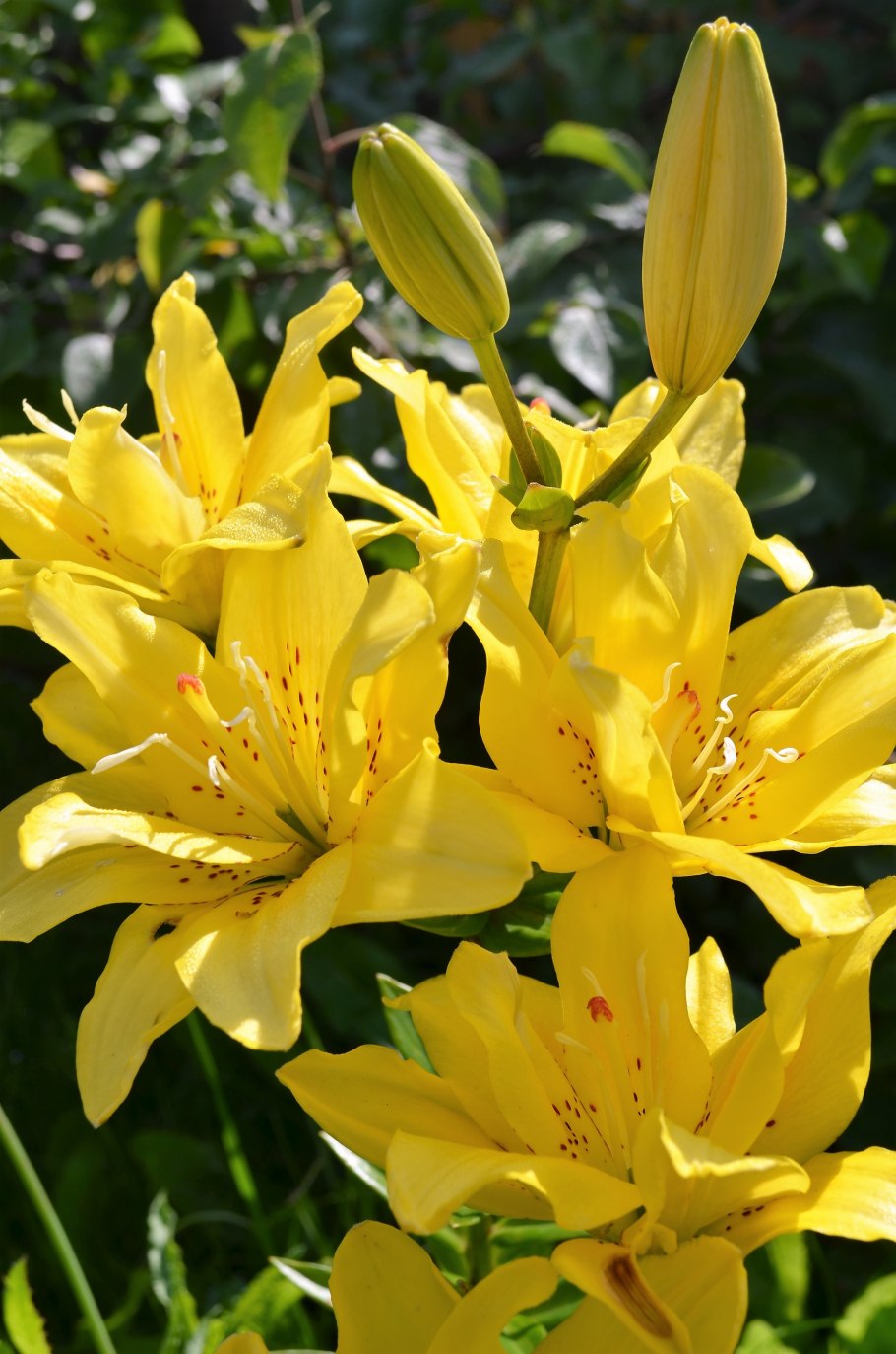 Лилия fata Morgana