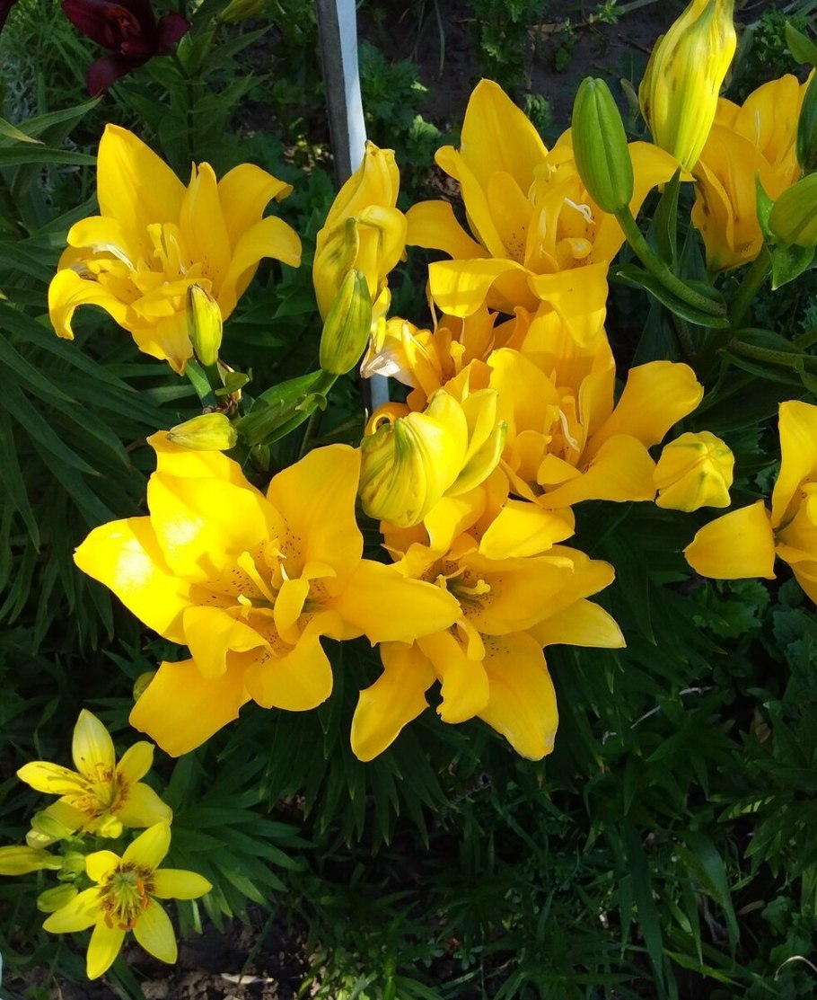 Лилии фата Моргана Азиат махр