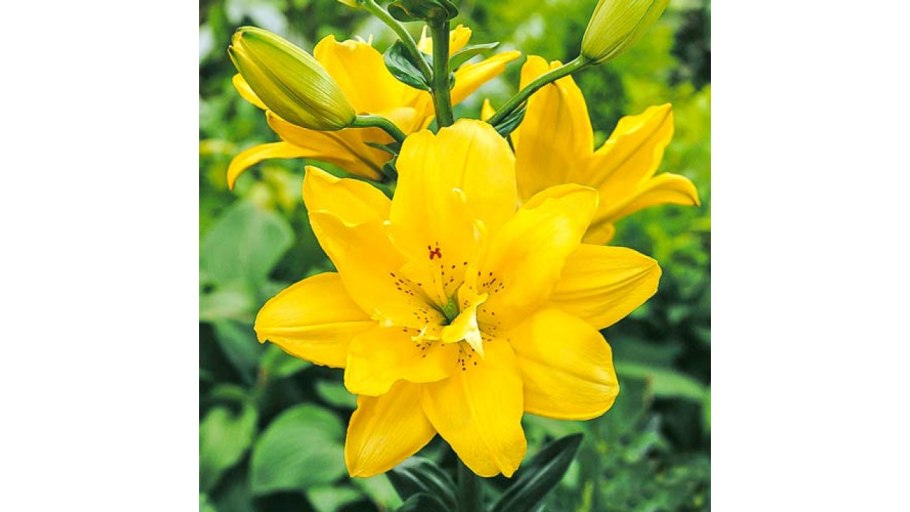 Лилия Sundew ла гибрид