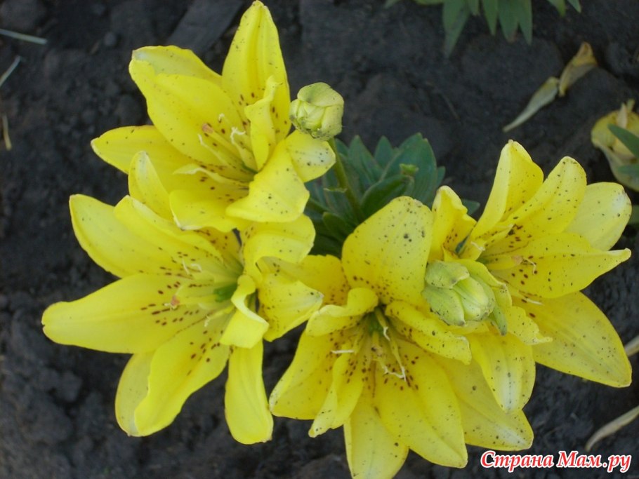 Фата Моргана fata Morgana азиатский махр. Гибрид, 95см желтый