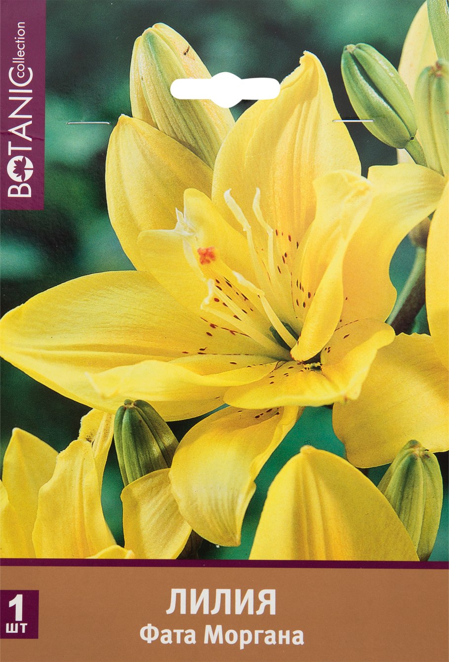 Лилия fata Morgana