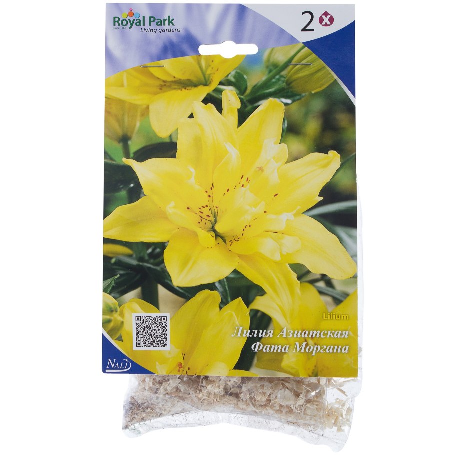 Лилия фата Моргана луковица 12/14