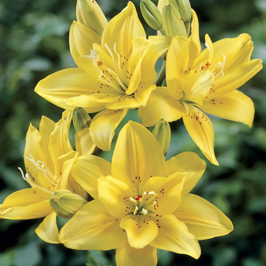 Лилия азиатская махровая fata Morgana