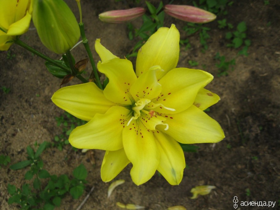 Лилия гранд крю